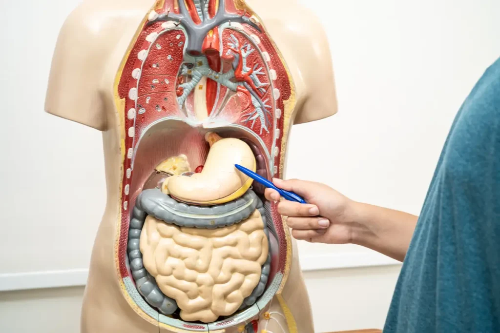 clinica_de_endocopía_avanzada - Enfermedades gastrointestinales lustración del sistema digestivo humano – Estructura del tracto gastrointestinal afectado por infecciones estomacales