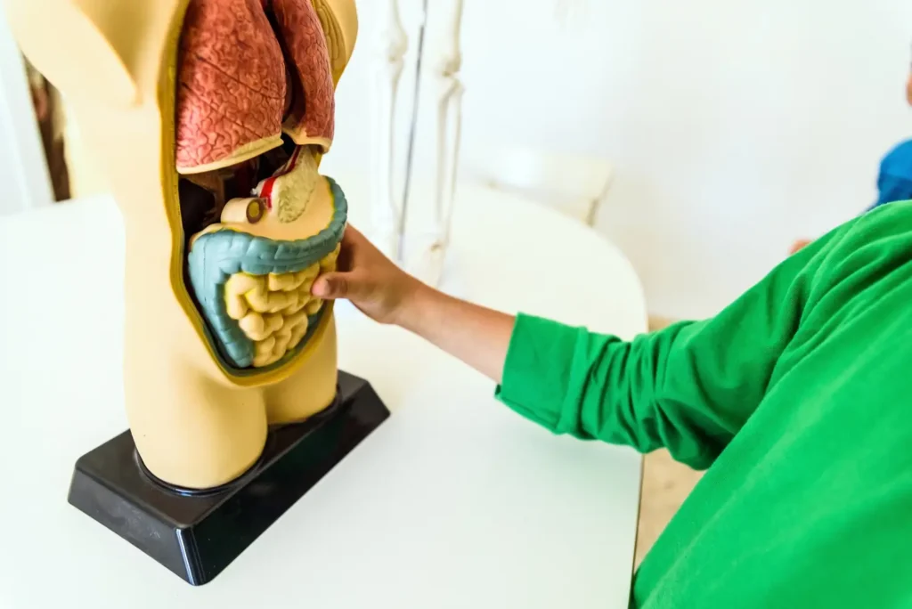 clinica_de_endocopía_avanzada - qué es una endoscopia Imagen médica explicando los riesgos de la endoscopia digestiva