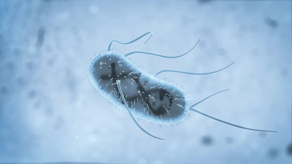 Infografía sobre helicobacter pylori qué es y cómo afecta al estómago